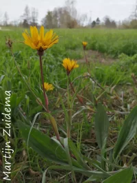 Oosterse morgenster [Tragopogon pratensis ssp orientalis]
